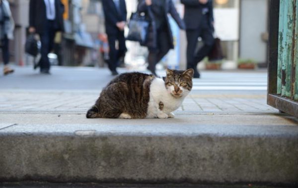 都会の神社の猫