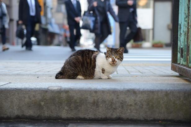 都会の神社の猫