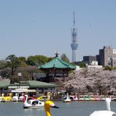 Shinobazunoike (Pond)