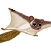 Giant Flying Squirrel (Takao Mountain)