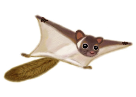 Giant Flying Squirrel (Takao Mountain)